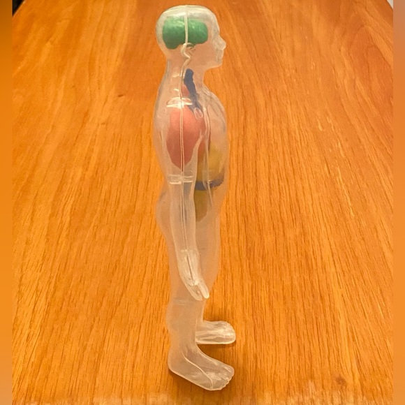 Human Body Anatomy Model Figure - Greenbrier International - 8" H - Picture 4 of 5